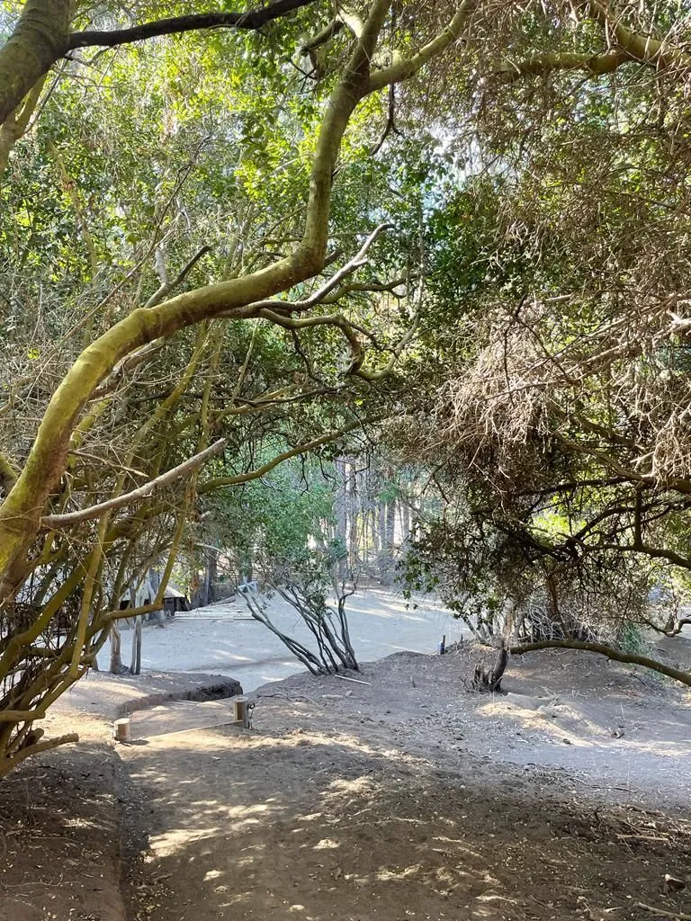 Bosque nativo